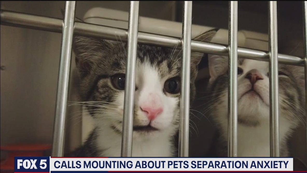 Humane society reports mounting calls about pet separation anxiety